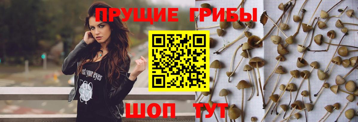 Псилоцибиновые грибы MAGIC MUSHROOMS  Вход с VPN  Орехово-Зуево 